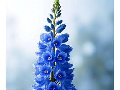 Grandes grappes de delphiniums bleus dans un jardin