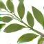 icône eucalyptus